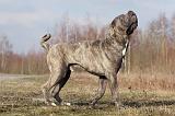 CANE CORSO 702